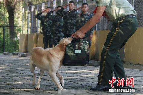 武警老兵退伍泪洒军营 警犬紧咬行李不舍分离 搜狐大视野 搜狐新闻