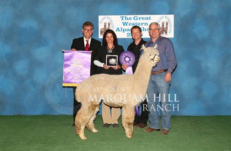 `alpacas At Marquam Hill Ranch Llc