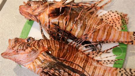 Lionfish Catch And Cook Extremely Dangerous Spread Awareness Youtube