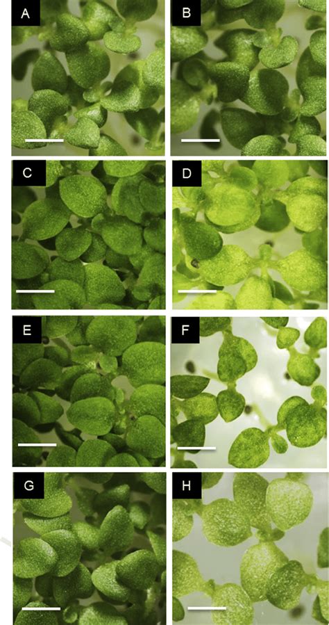 Symptom-like phenotype of transgenic plants grown on a medium ...