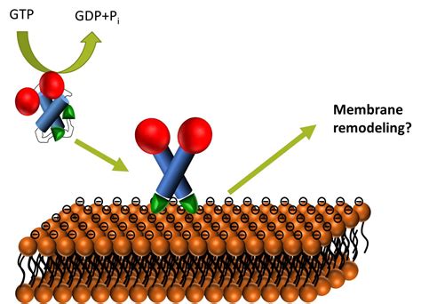 Thylakoid Membrane Biogenesis Membrane Proteins