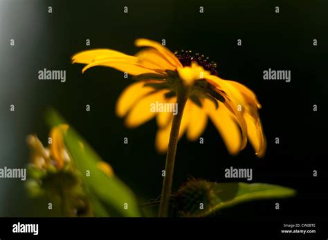 Black Eyed Susan Stock Photo Alamy