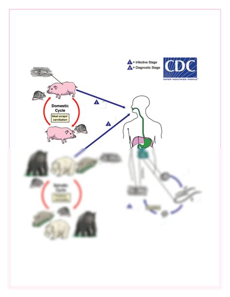 Solution Ciclos Biol Gicos Par Sitos Studypool