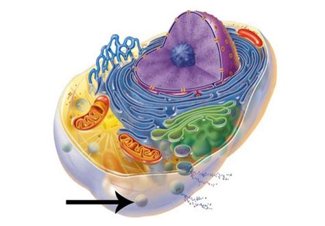 Anatomy Lab 3 Cell Structure And Cell Division Flashcards Quizlet