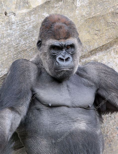 Male of gorilla in bioparc in Valencia — Stock Photo © haak78 #1367070