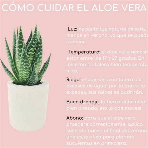 Guía completa de la floración del aloe vera consejos cuidados y