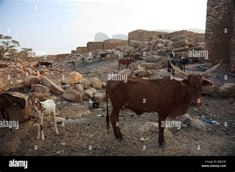 Mali Agriculture Banque De Photographies Et Dimages à Haute Résolution