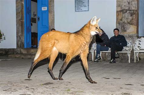 Altura Do Lobo Guara - Lobo-Guará: Curiosidades e Fotos | Mundo Ecologia
