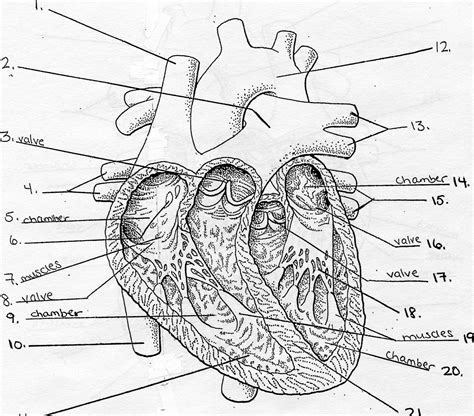 11+ Pig Heart Diagram Labeled | Robhosking Diagram