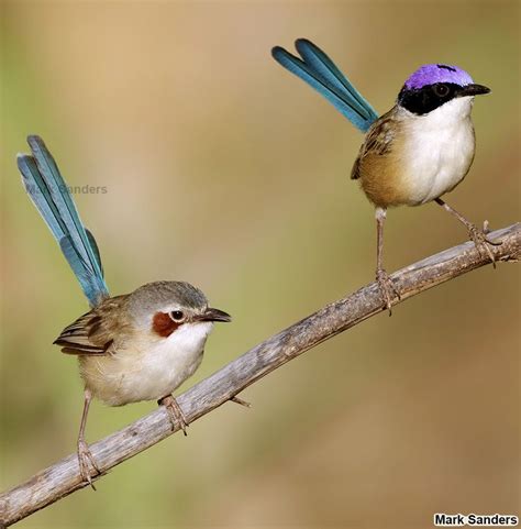 Fairy Wren Purple Crowned Malurus Coronatus Coronatus Australian