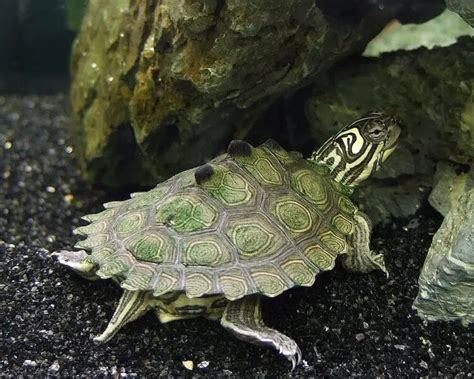 Black-knobbed Map Turtle - Education Moore Exotics