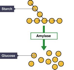 Igcse Biology Notes Understand The Role Of Digestive Enzymes To