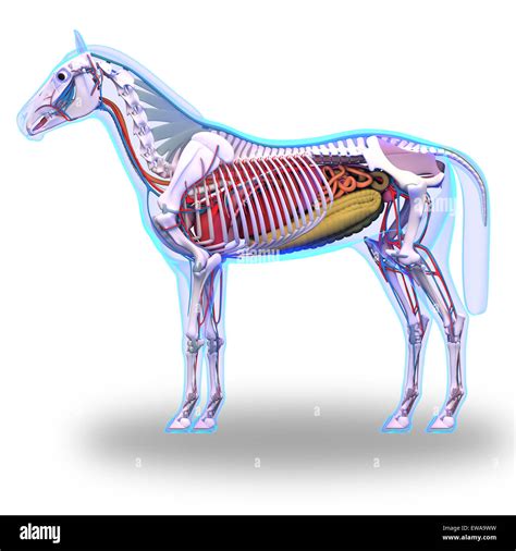 Pferd Anatomie Stockfotos Und Bilder Kaufen Alamy