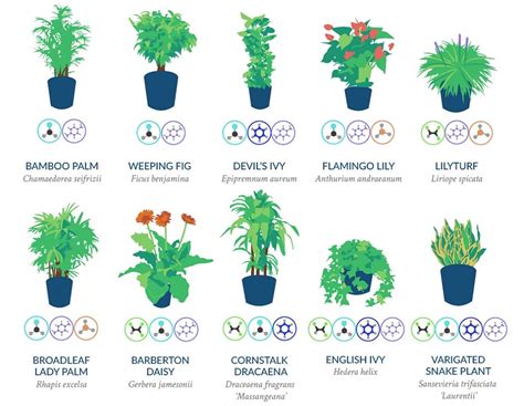 La NASA Revela Una Lista De Las Mejores Plantas Para Purificar El Aire