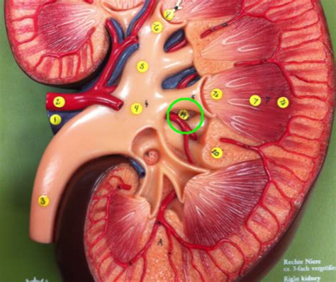 Ch Anatomy Urinary Sys Flashcards Quizlet