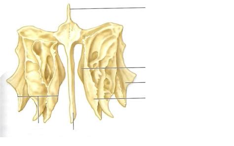 Ethmoid Pictures To Label Google Search Skull Pictures Pictures