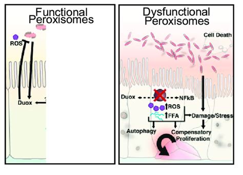 The Dual Oxidase Duox Pathway And Reactive Oxygen Species Ros