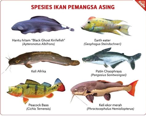 Nama Ikan Air Tawar Malaysia Jenis Ikan Sumber Pengajaran Broderick