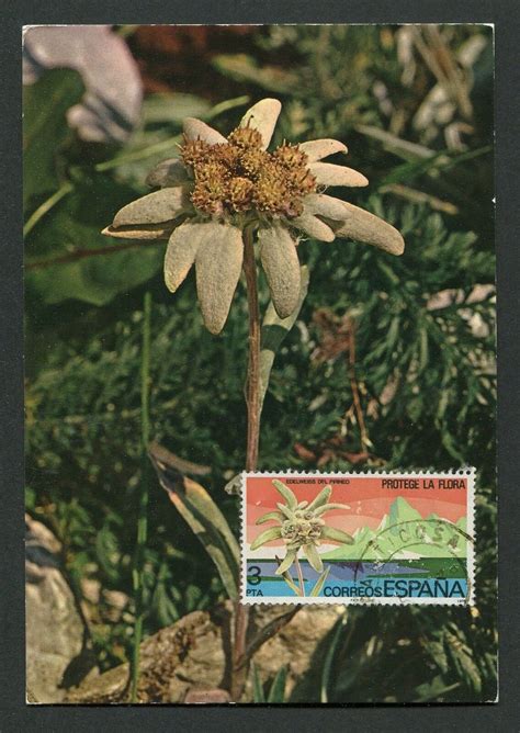 SPANIEN MK 1978 FLORA BLUMEN EDELWEIß MAXIMUMKARTE MAXI CARD MC CM