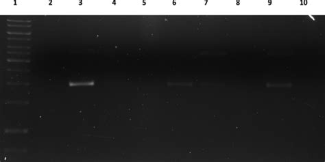 Selenophene Modified Boron Dipyrromethene Based Photosensitizers