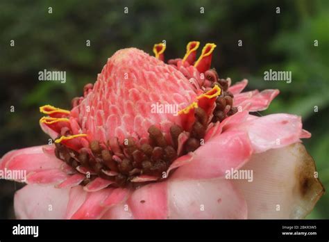 Bunga Kantan Hi Res Stock Photography And Images Alamy