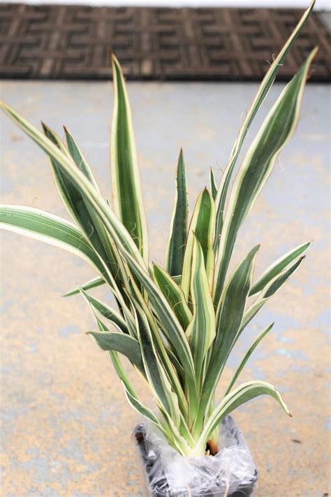 Photo Of The Entire Plant Of Adams Needle Yucca Filamentosa Ivory