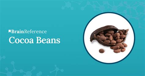 Cocoa Beans - Benefits, Uses, and Side Effects