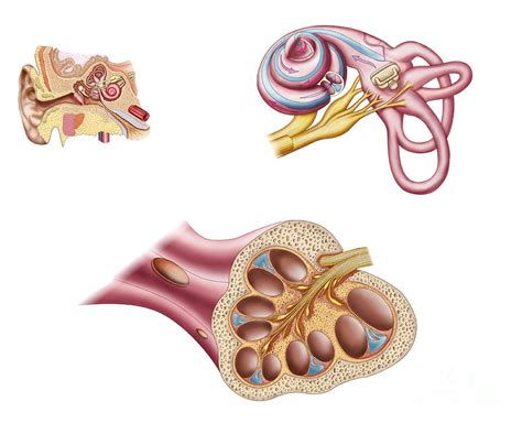 Anatomy Of The Cochlear Duct Digital Art by Stocktrek Images - Pixels