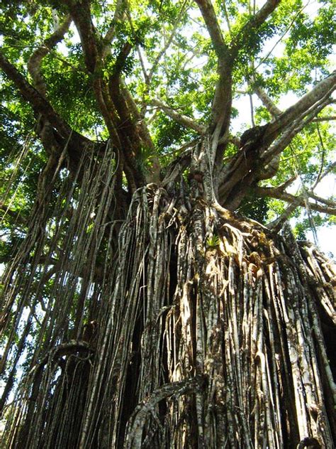 Curtain Fig Tree National Park Yungaburra On The Atherton Tableland