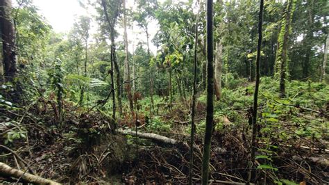 Menjaga Cagar Alam Cycloop Hanya Di Atas Kertas New Guinea Kurir