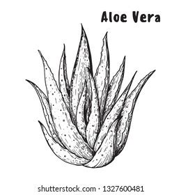 Aloe Vera Hand Drawn Sketch Vector 스톡 벡터 로열티 프리 1327600481 Shutterstock