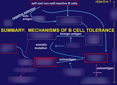 B Cell Tolerance Diagram Quizlet