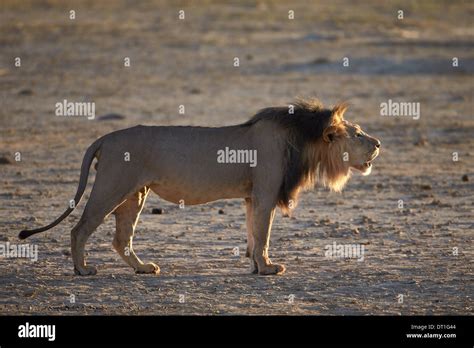 Lion Sitting Down Side View