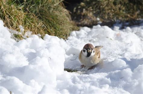 Gorrión de árbol eurasiático Passer montanus saturatus comiendo en el