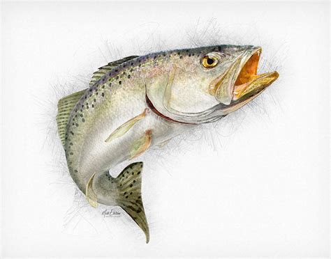 Speckled Seatrout Art Print Fisherman S Gift Speckled Trout Art