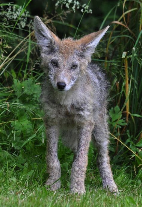 Coyotes In Washington State Exploring Their Diet Lifestyle And