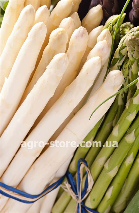 GL Seeds - Спаржа Царская - Купить семена, товары для сада, огорода в ...