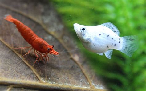 Molly Fish and Cherry Shrimp - Can You Keep Them in Same Aquarium? - AquariumNexus