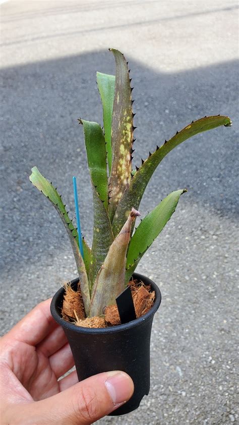 Billbergia Kahakai 【artplants】 タンクブロメリア ビルベルギア Artplants （アートプランツ）