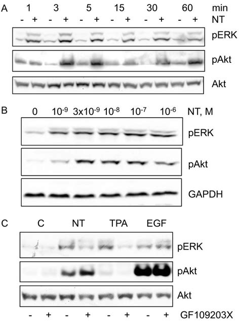 Time Course And Pkc Dependency Of Erk And Akt Phosphorylation In Hct