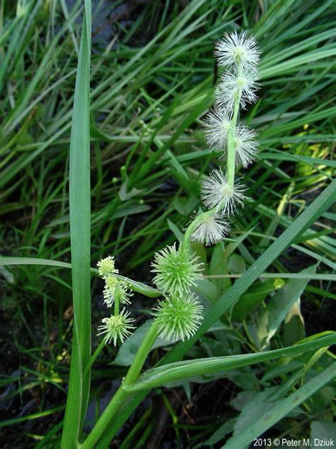 Sparganium Emersum Unbranched Bur Reed Minnesota Wildflowers