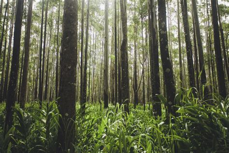 Gambar Pohon Rawa Menanam Padang Rumput Sinar Matahari Bunga