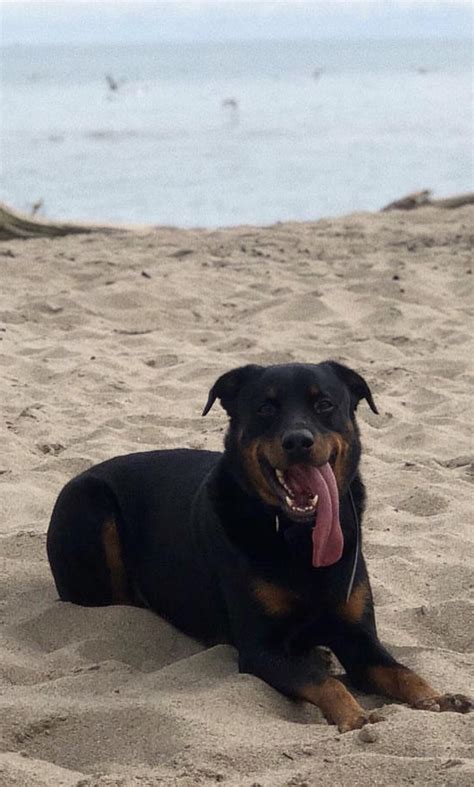 The best boy. : r/Rottweiler