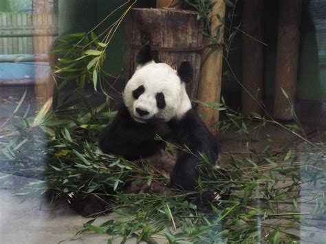 Giant Panda, Edinburgh Zoo - ZooChat