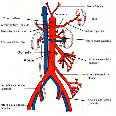 Cu L Es La Diferencia Entre Arterias Y Venas