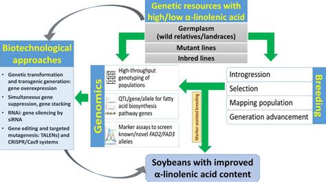 Breeding Strategy For Improvement Of Omega 3 Fatty Acid Through