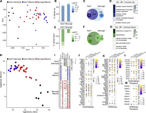 Heterogeneity Of Neurons Reprogrammed From Spinal Cord Astrocytes By