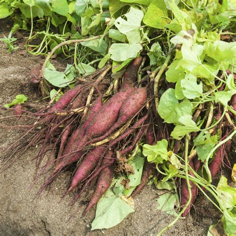 Patate Douce Planter Et Cultiver Ooreka