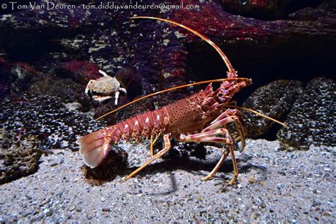 langoest - Palinurus vulgaris - spiny lobster | @ ZOO Antwer… | Tom Van ...
