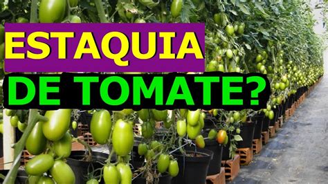 Como Fazer Mudas De Tomate Produzir Em Dias Estaquia De Tomate